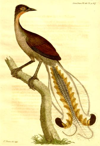 Menura