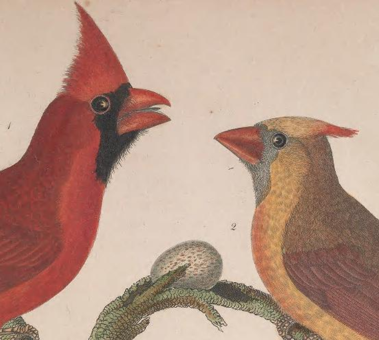 Engraved by A. Lawson