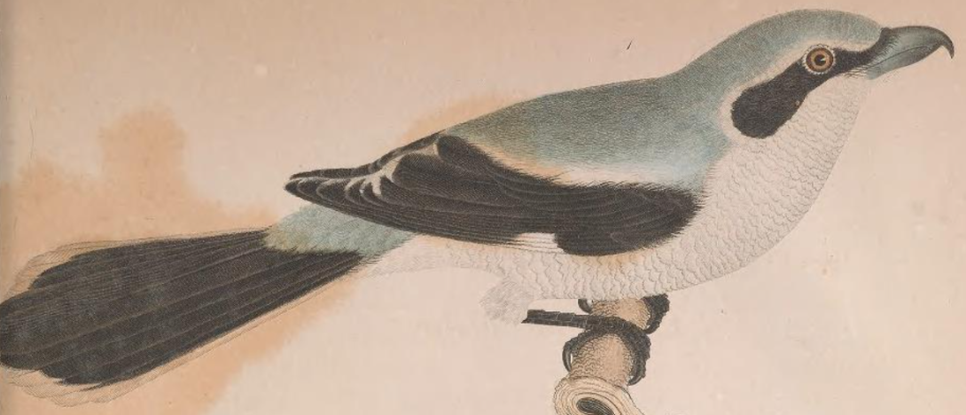 Northern Shrike