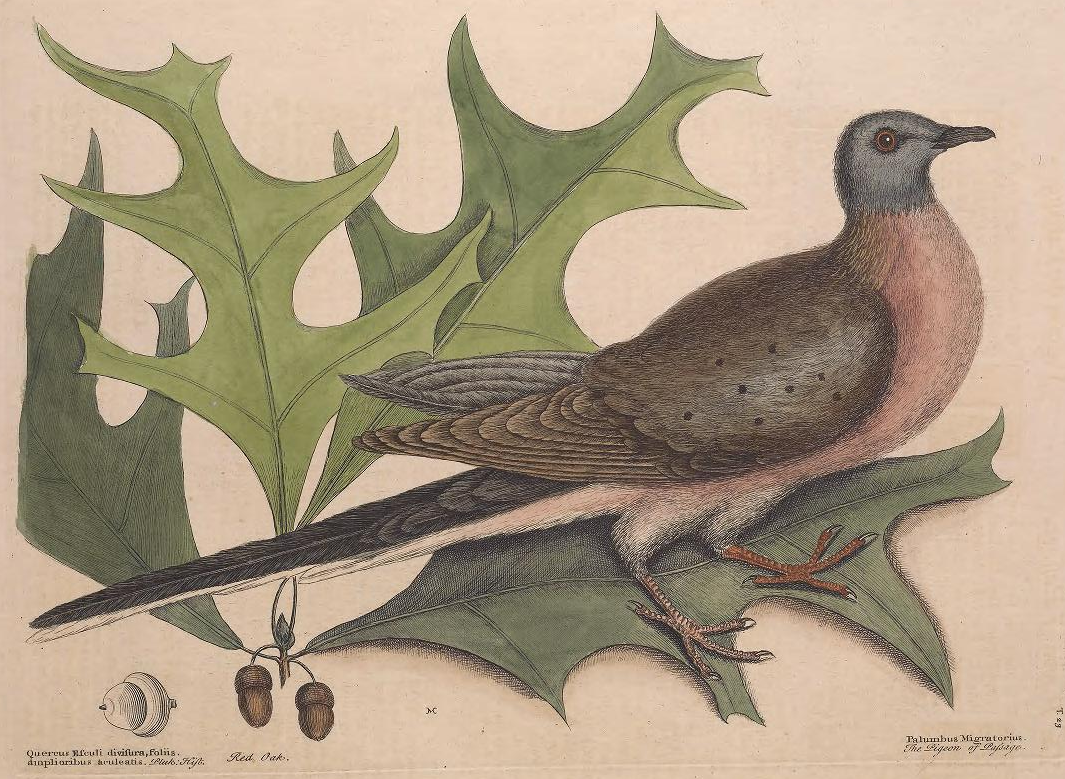 Passenger Pigeon