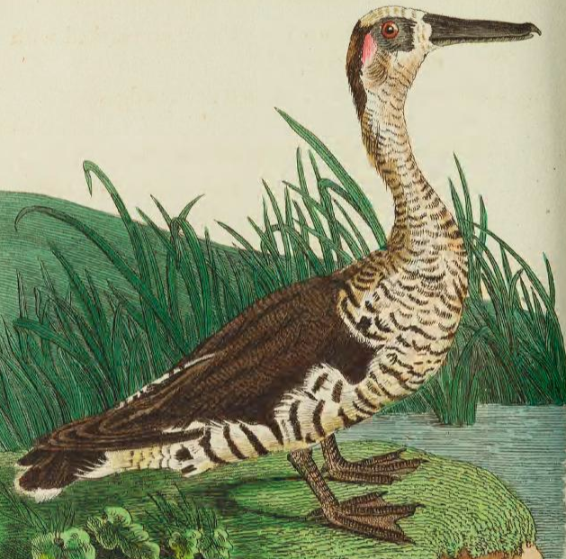 Pink Eared Duck, Drawn and engraved by R. P. Nodder