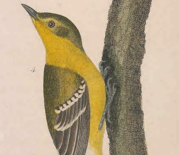 Pine Warbler