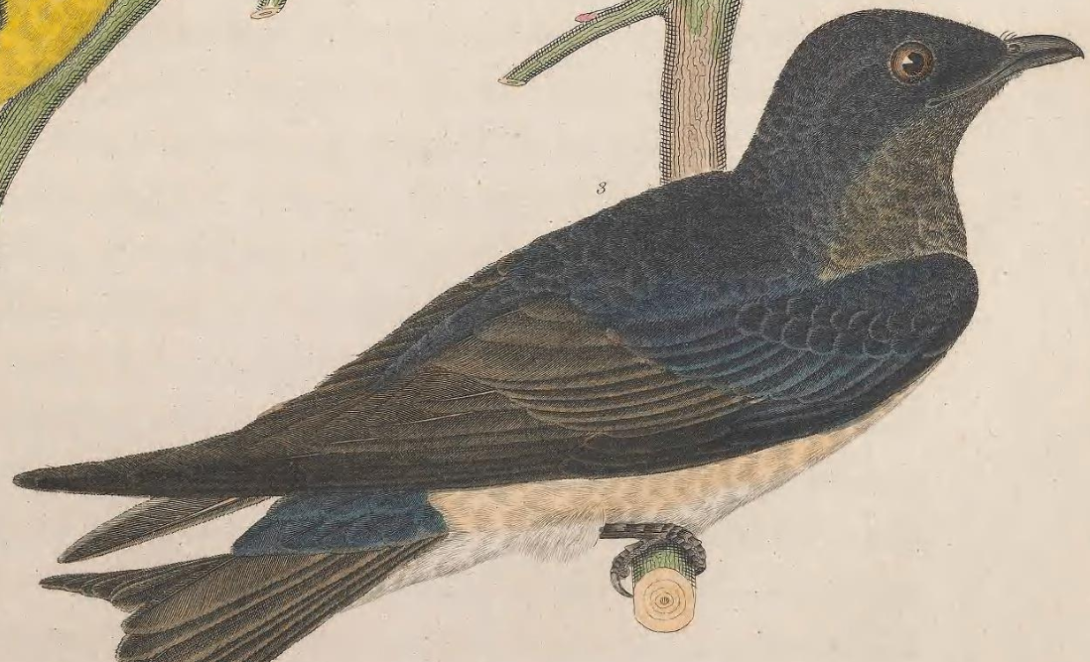 Purple Martin