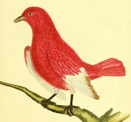 Pompadour Cotinga