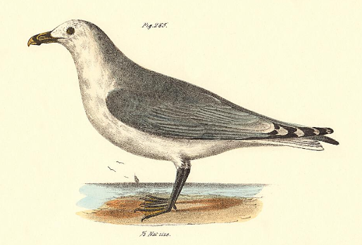 Ring-billed Gull