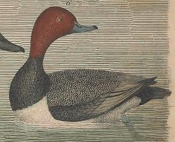 Engraved by A. Lawson