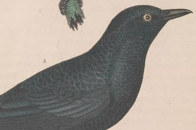 Rusty Blackbird