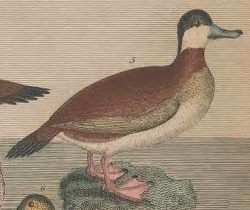 Engraving by A. Lawson