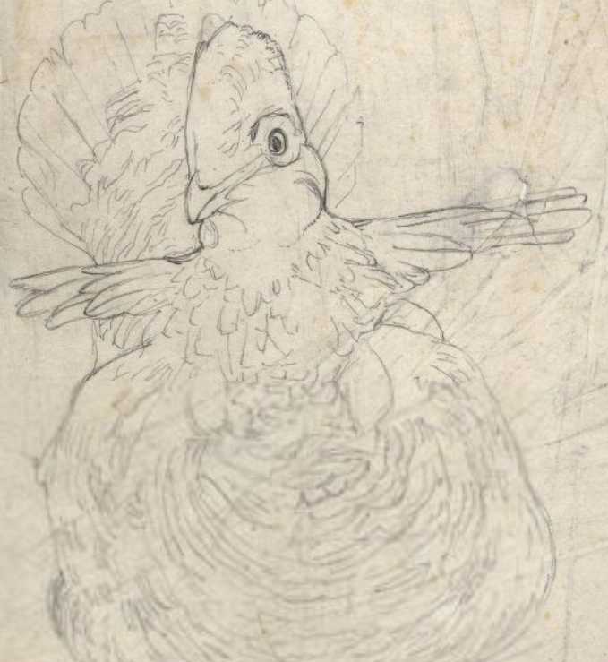 Ruffed Grouse