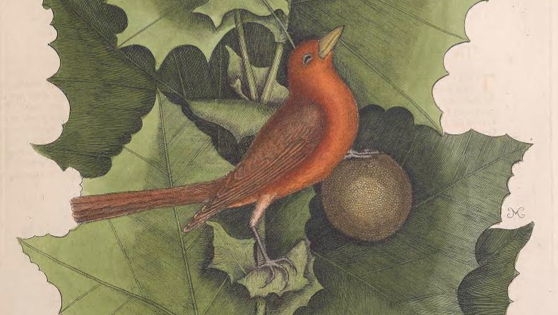 Summer Tanager