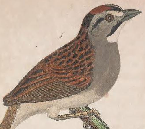 Swamp Sparrow