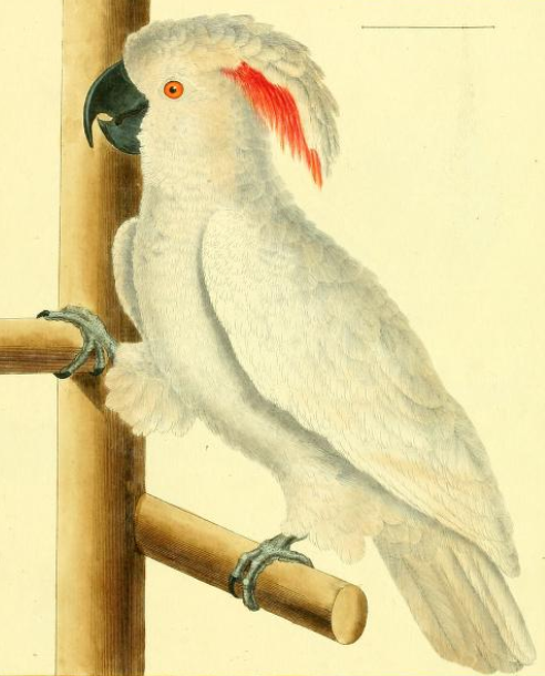 Salmon Crested Cockatoo 