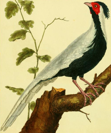 Silver Pheasant