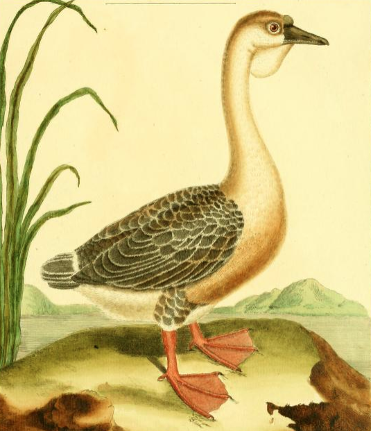 Swangoose, Drawn by F.-N. Martinet