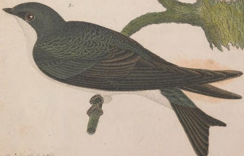 Tree Swallow