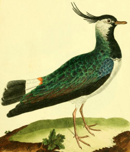 Northern Lapwing, Drawn by F.-N. Martinet