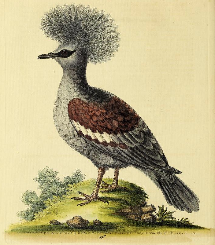 Western Crowned Pigeon