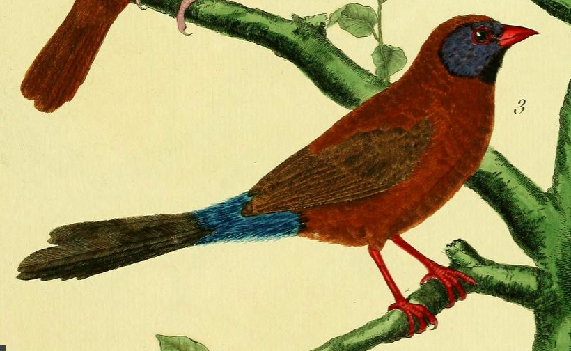 Violet-eared Waxbill