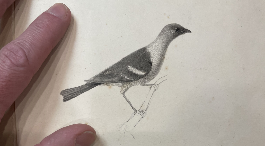 Charles Willson Peale, illustration of Western Tanager