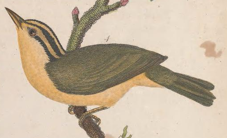 Worm-eating Warbler