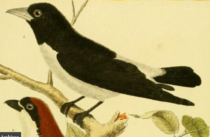 White Breasted Wood Swallow