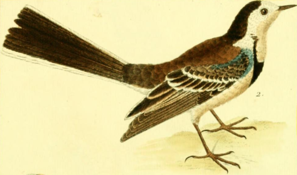White Wagtail