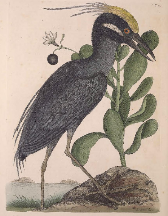 Yellow-crowned Night Heron 