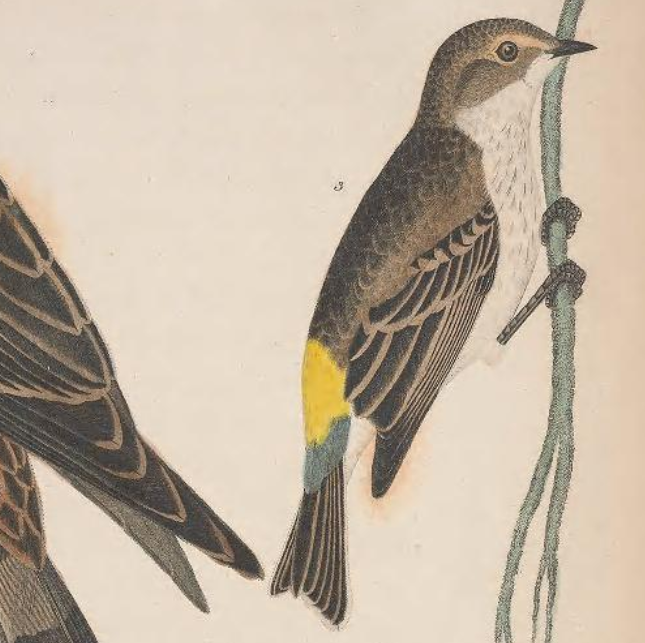 Hooded Warbler