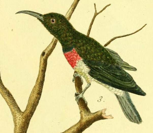 Sunbird