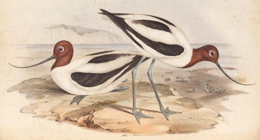 Avocet