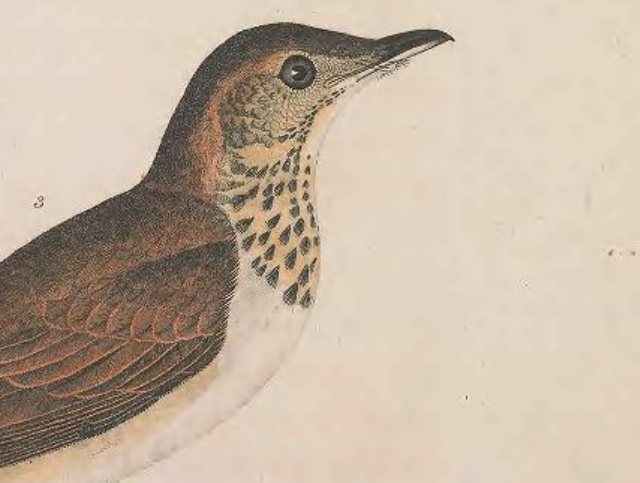 Gray-cheeked Thrush