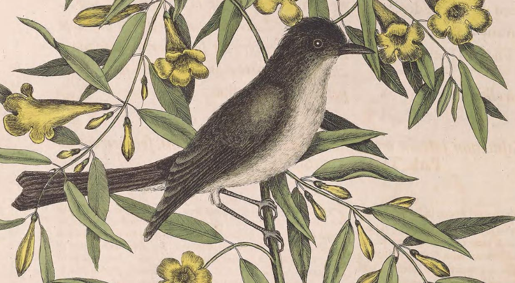 Eastern Phoebe