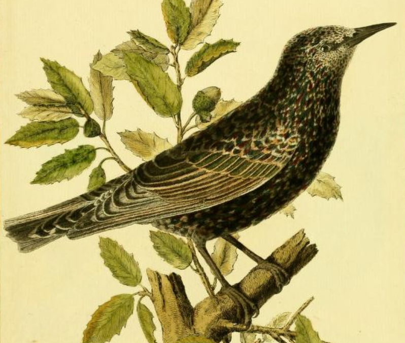 European Starling
