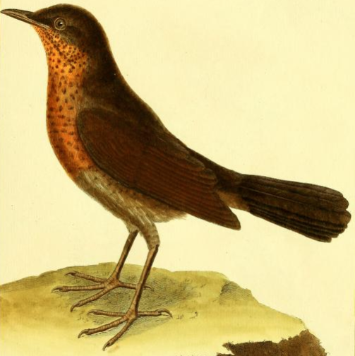 Eurasian Blackbird