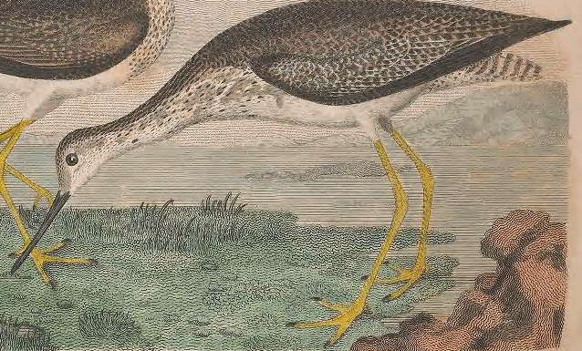 Greater Yellowlegs