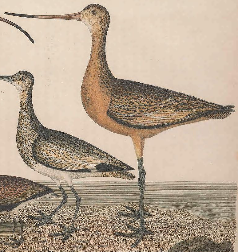 Godwit