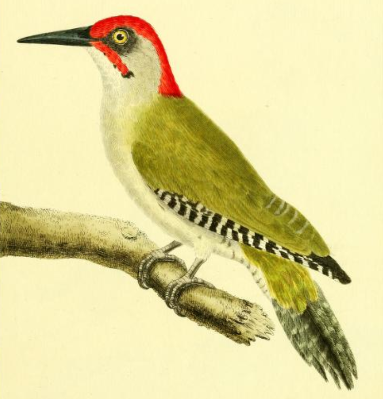 Green Woodpecker
