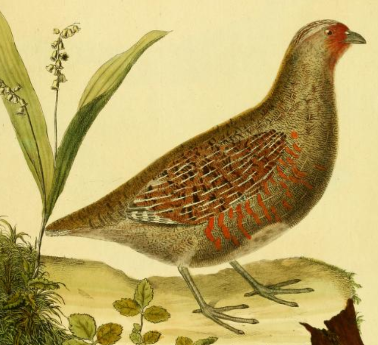 Grey Partridge