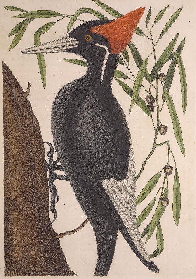 Ivory-billed Woodpecker