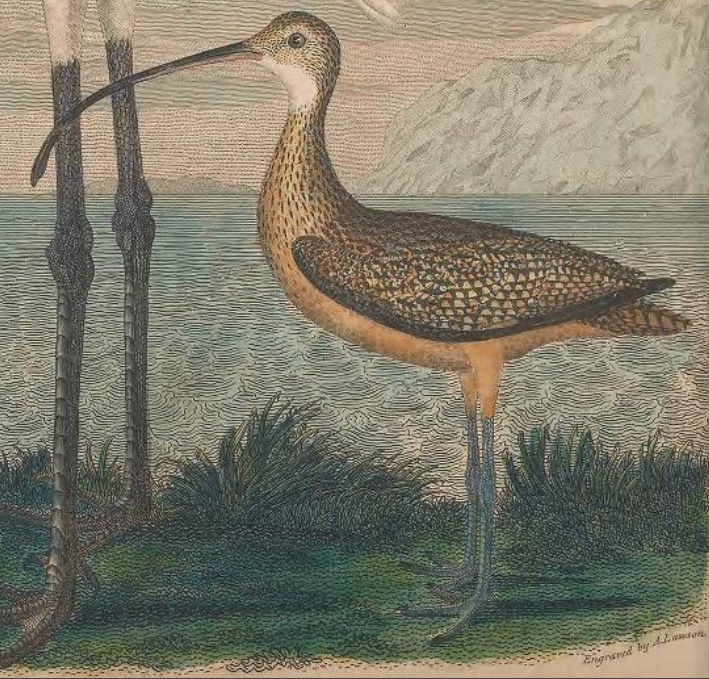 Long-billed Curlew