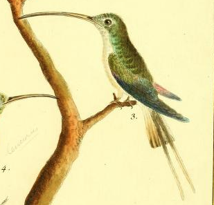 Long Tailed Hermit