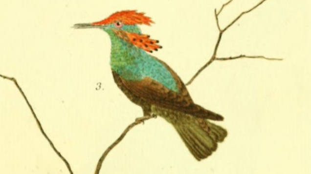 Lophornis