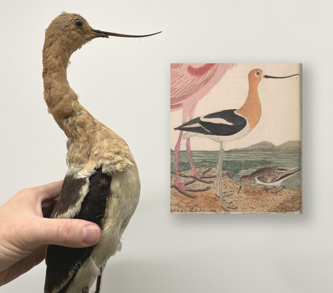 American Avocet
