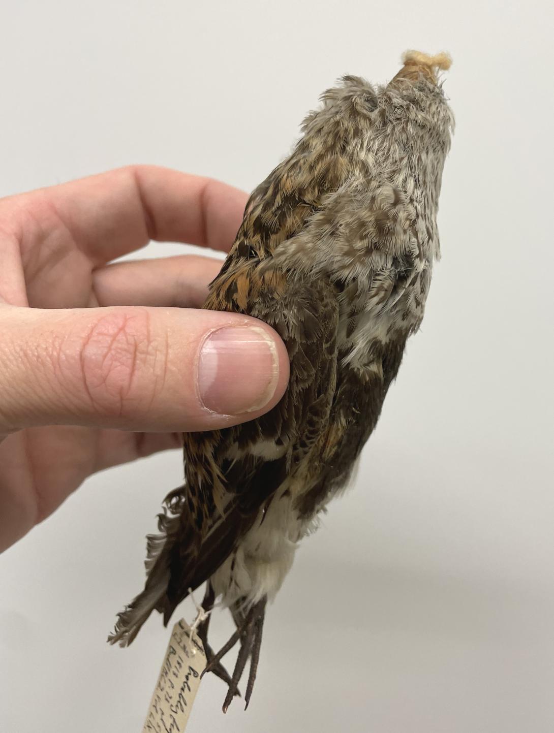 Dunlin