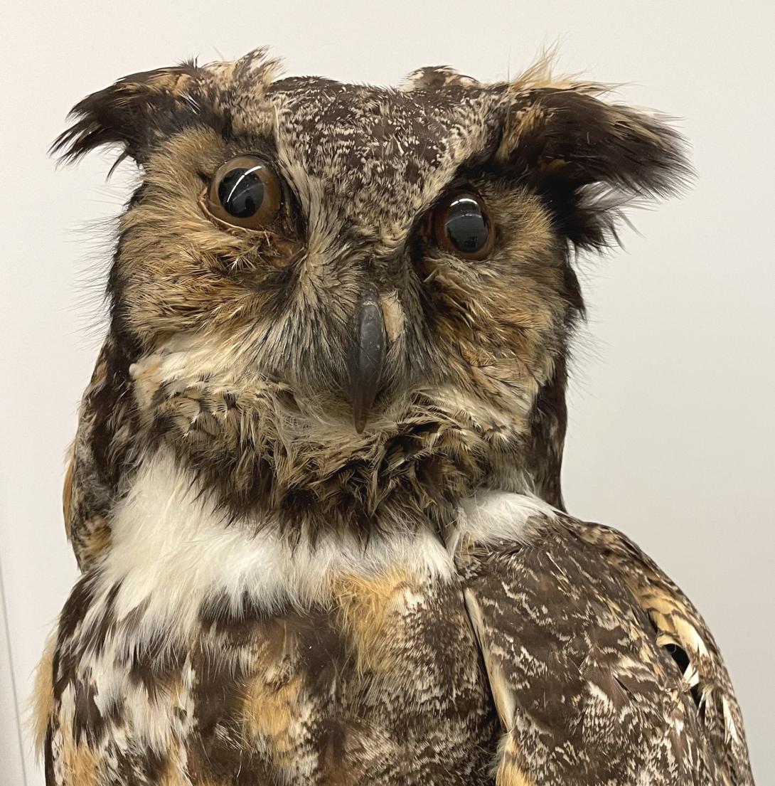 Great Horned Owl