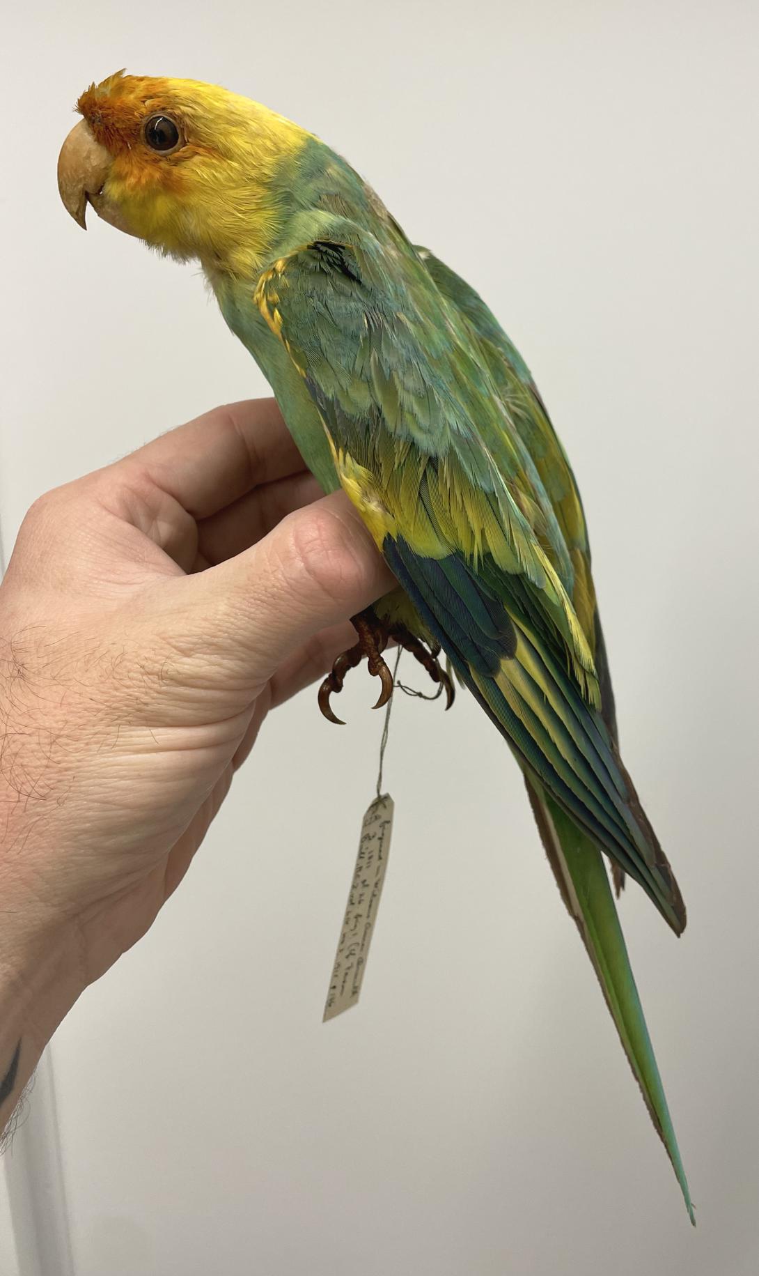 Carolina Parakeet 