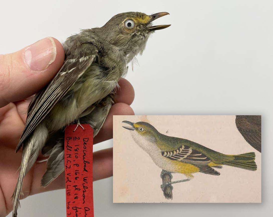 White-eyed Vireo