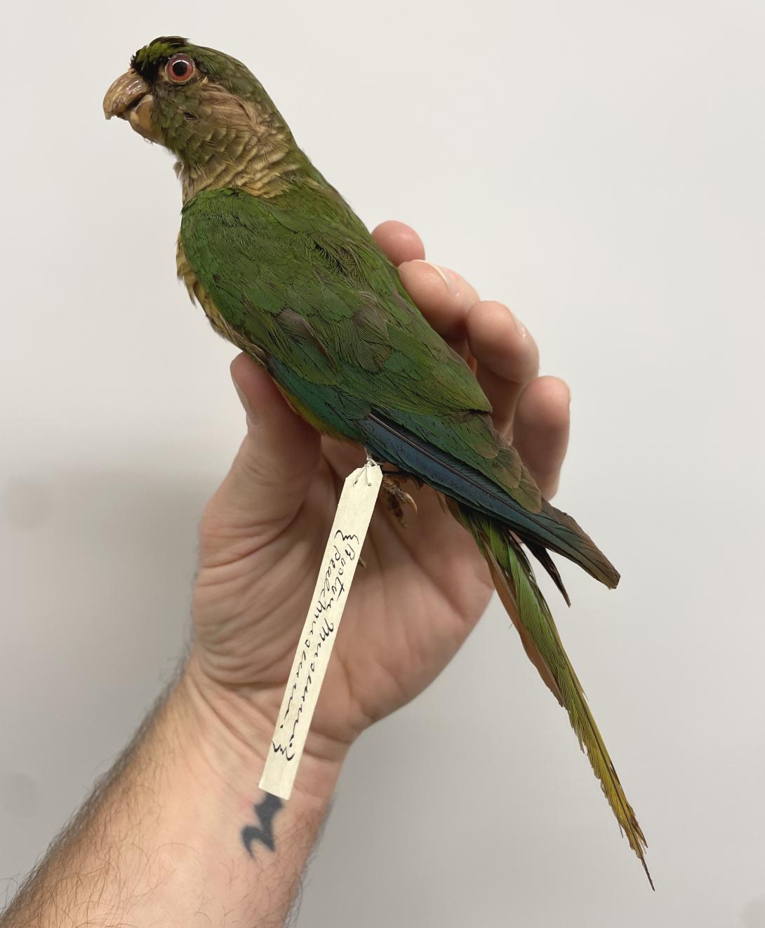 Maroon-bellied Parakeet