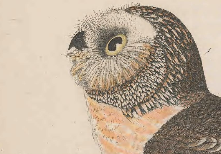 Northern Saw-whet Owl
