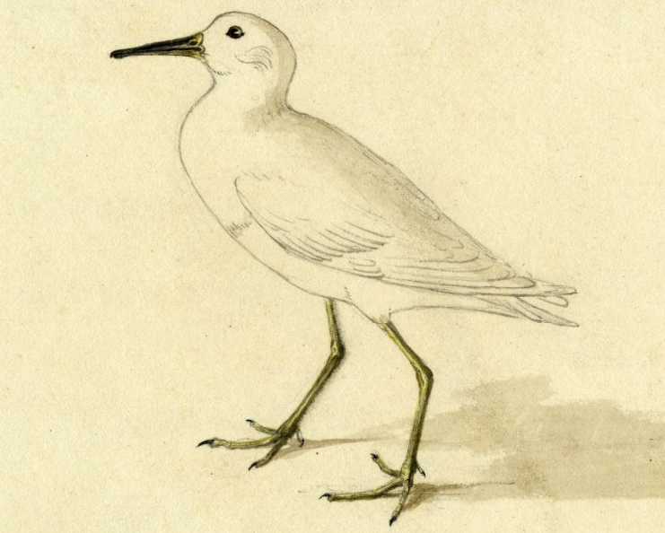 Pectoral Sandpiper